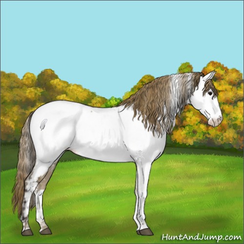 Horse Color:Smoky Grullo Appaloosa 