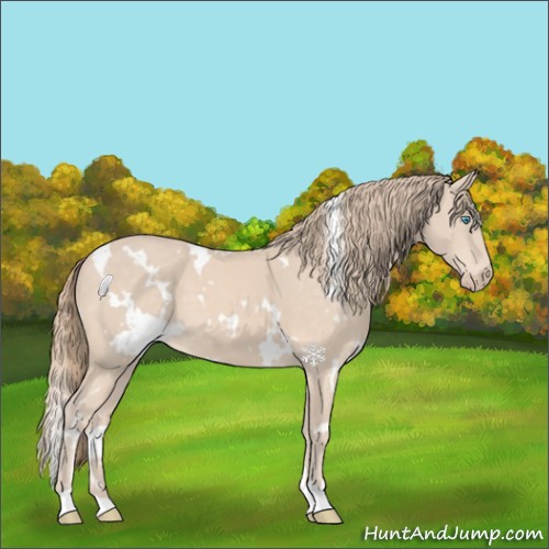 Horse Color:White Spotted Perlino 