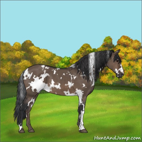 Horse Color:White Spotted Brown Dun 