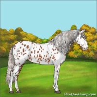 Horse Color:White Spotted Silver Brown Appaloosa 