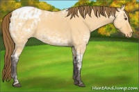 Horse Color:Buckskin Ice Dun Appaloosa 