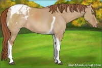 Horse Color:Red Dun Tobiano Blanket 