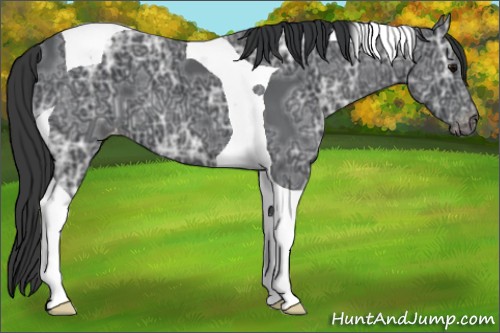 Horse Color:Black Ice Tobiano Appaloosa 