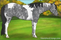 Horse Color:Black Ice Tobiano Appaloosa 