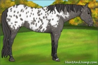 Horse Color:Grullo Appaloosa 