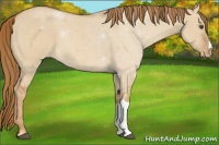 Horse Color:Red Dun Appaloosa 