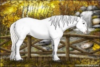 Horse Color:White Spotted Silver Brown Splash Varnish Rabicano 