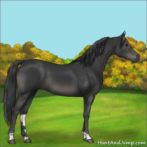 Horse Color:Black 