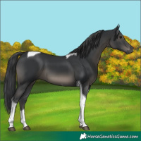 Horse Color:Black Tobiano 