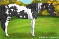 Horse Color:White Spotted Black Tobiano 