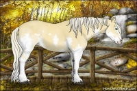 Horse Color:White Spotted Palomino Dun Splash 