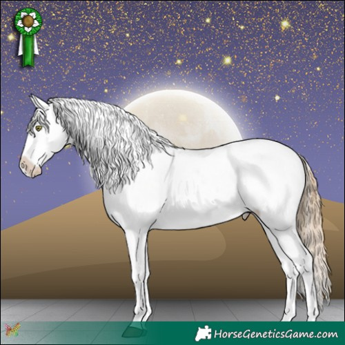 Horse Color:Liver Chestnut Pearl Appaloosa 