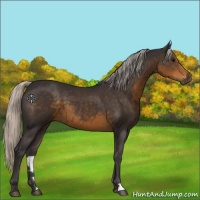 Horse Color:Silver Smoky Black 