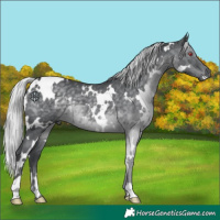 Horse Color:White Spotted Silver Black Chinchilla