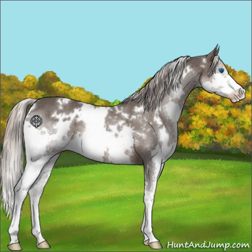 Horse Color:White Spotted Silver Black Splash 