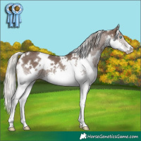 Horse Color:White Spotted Silver Black Splash 