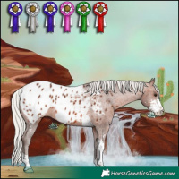 Horse Color:Silver Brown Sabino Appaloosa 