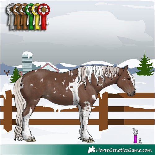 Horse Color:White Spotted Silver Black Tobiano 