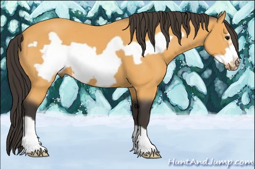 Horse Color:Buckskin Frame