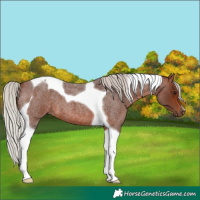 Horse Color:Silver Brown Roan Tobiano 