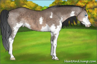 Horse Color:Brown Dun Splash 
