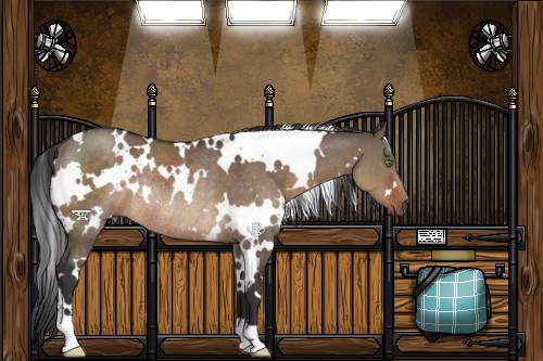 Horse Color:White Spotted Brown Dun Rabicano 