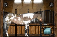 Horse Color:White Spotted Brown Dun Rabicano 