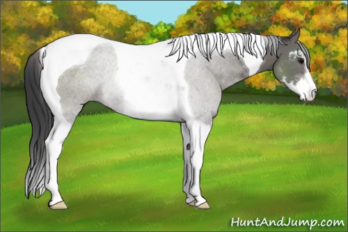 Horse Color:Grullo Sabino Tobiano Rabicano 