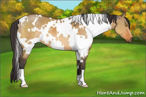 Horse Color:White Spotted Buckskin Dun 