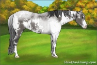 Horse Color:White Spotted Grullo Sabino 