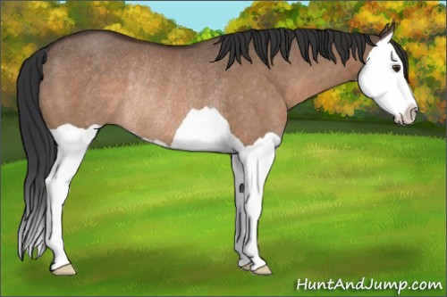 Horse Color:Brown Dun Splash Rabicano 