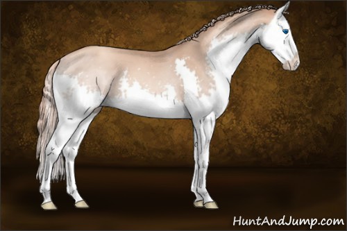 Horse Color:Gold Champagne Splash 