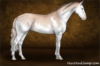 Horse Color:Gold Champagne Splash 
