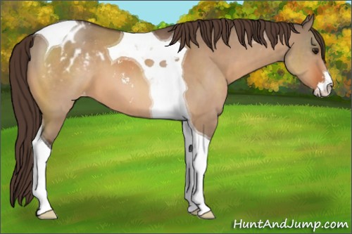 Horse Color:Bay Dun Sabino Tobiano Blanket 