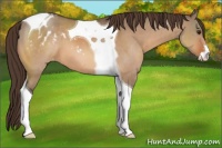 Horse Color:Bay Dun Sabino Tobiano Blanket 
