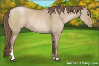 Horse Color:Grullo Pearl Sabino