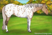 Horse Color:Silver Brown Dun Tobiano Appaloosa 