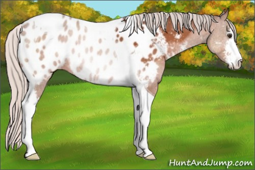 Horse Color:Silver Brown Sabino Tobiano Near Leopard 