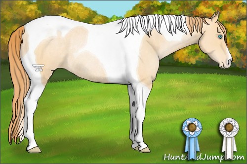 Horse Color:Buckskin Pearl Tobiano Appaloosa Rabicano 
