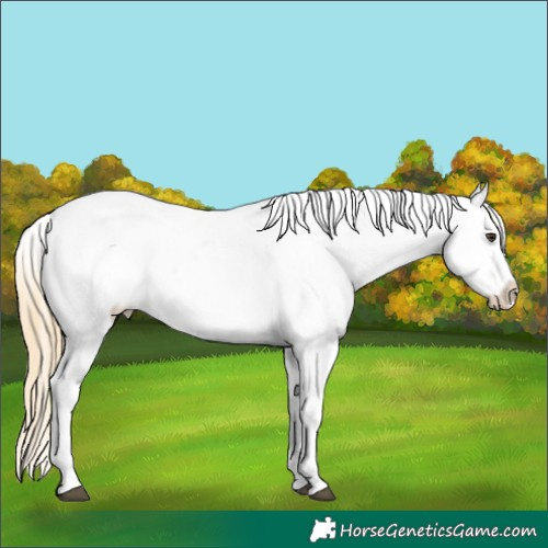 Horse Color:Chestnut Ice Sabino Snowcap 