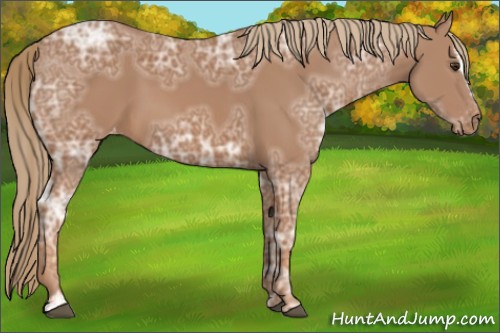 Horse Color:Chestnut Ice Sabino Appaloosa 