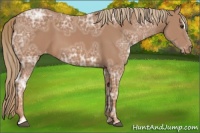 Horse Color:Chestnut Ice Sabino Appaloosa 