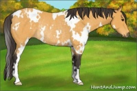 Horse Color:White Spotted Buckskin Rabicano 