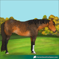 Horse Color:Gray Buckskin 