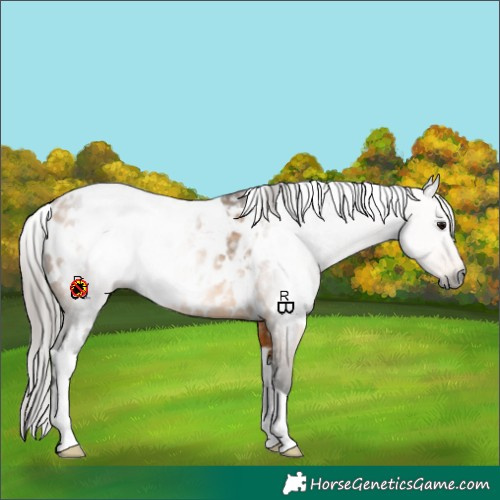 Horse Color:Gray White Spotted Buckskin Near Leopard Rabicano