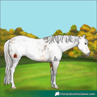 Horse Color:Gray White Spotted Buckskin Appaloosa Rabicano 