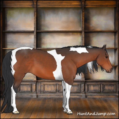 Horse Color:Bay Tobiano 