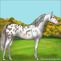 Horse Color:Brown Dun Appaloosa Rabicano 