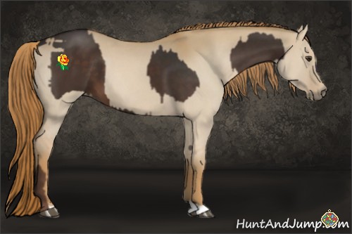 Horse Color:Liver Chestnut  and Red Dun 