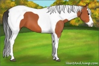 Horse Color:Bay Splash Tobiano